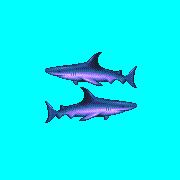 ecco 2 blue sharks