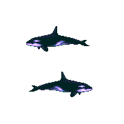ecco 2 orca