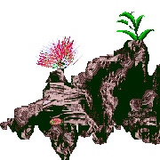 shark sea level map foreground