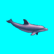 ecco dolphin