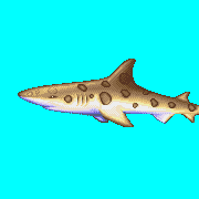 ecco leopard shark