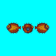 ecco pufferfish