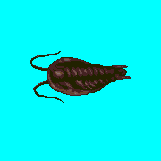 ecco trilobite