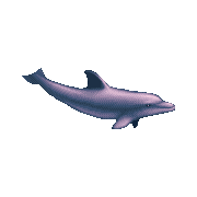 ecco dolphin