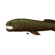 ecco dunkleosteus