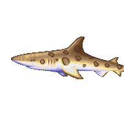 ecco leopard shark