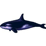 ecco orca