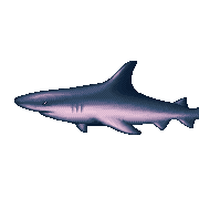 ecco shark