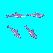 ecco dolphin