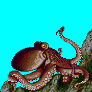 ecco octopus