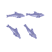 ecco dolphin