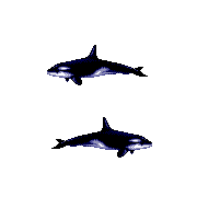 ecco orca