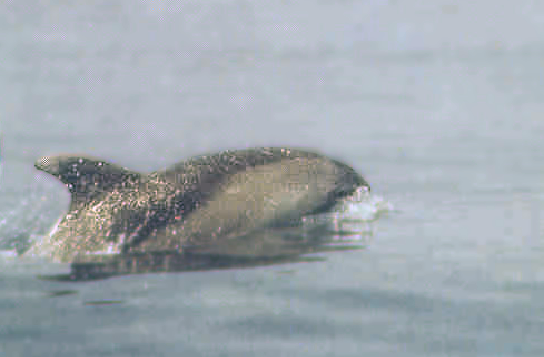 real ecco the dolphin swimming